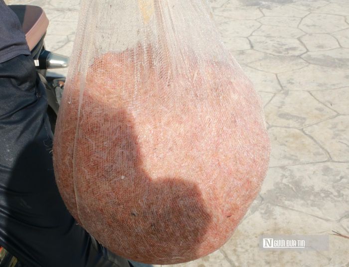 Về ẩm thực, ruốc tươi thường được chế biến thành các món ăn hằng ngày như xào lá chanh, rim mặn, hoặc đem muối mắm và phơi khô tích trữ. Tại các khu chợ và nhà hàng ở Cửa Lò, các sản phẩm từ ruốc luôn là mặt hàng đặc sản được khách du lịch tìm mua nhiều nhất để làm quà.