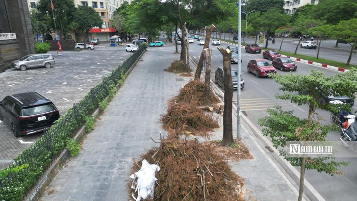 Theo ghi nhận của phóng viên tại khu vực đầu đường Mễ Trì, nhiều cây xanh đang được cắt tỉa cành, chủ yếu là giống cây phượng và bằng lăng.