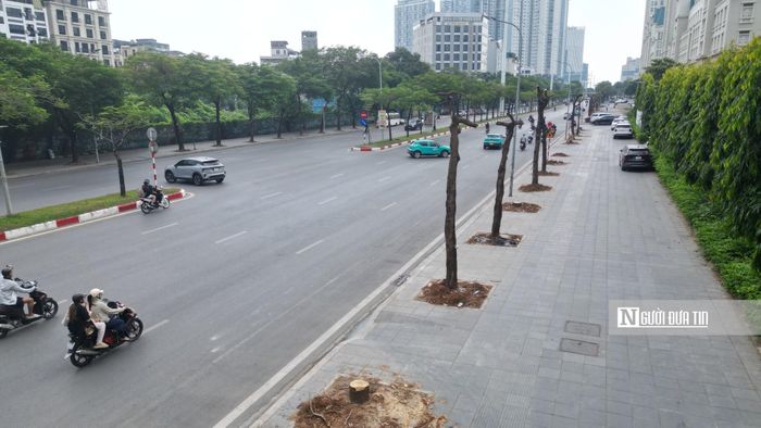 Trong khi đó một số cây lại được đốn hạ cả thân chỉ còn trơ lại gốc.
