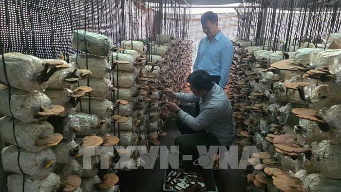 Thu hái nấm linh chi GA-2 tại Vườn quốc gia Hoàng Liên. Ảnh: Hương Thu - TTXVN 