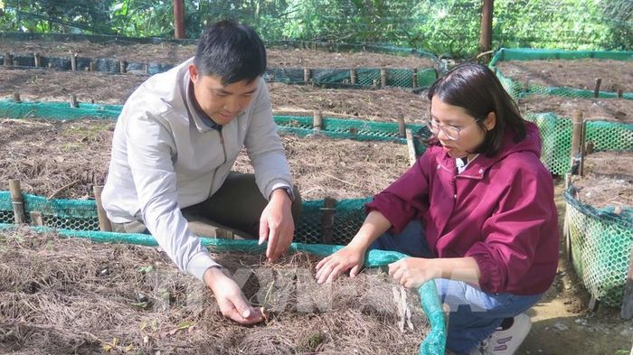 Kiểm tra chất lượng vườn nhân giống sâm triển khai Dự án “Hỗ trợ phục hồi sinh kế sau bão Yagi thông qua phát triển cây sâm Việt Nam và nấm Linh chi tại Vườn quốc gia Hoàng Liên”. Ảnh: Hương Thu - TTXVN