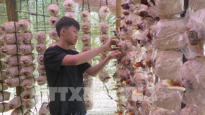 Người dân thôn Tả Van Giáy 2, xã Tả Van kiểm tra chất lượng nấm linh chi thuộc Dự án “Hỗ trợ phục hồi sinh kế sau bão Yagi thông qua phát triển cây sâm Việt Nam và nấm Linh chi GA - 2 tại Vườn quốc gia Hoàng Liên”. Ảnh: Hương Thu - TTXVN