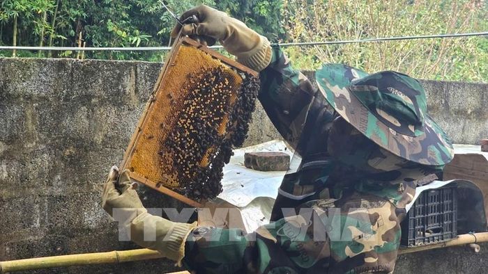 Anh Lò Văn Cường, trưởng nhóm ong Tả Van Giáy 2 (xã Tả Van) kiểm tra độ chín của mật. Ảnh: Hương Thu - TTXVN