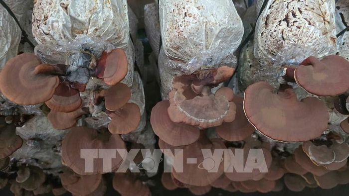 Trồng thành công nấm linh chi GA-2 tại Vườn quốc gia Hoàng Liên, tạo ra sản phẩm mới phục vụ cho tiêu dùng và du lịch trên địa bàn Ảnh: Hương Thu - TTXVN