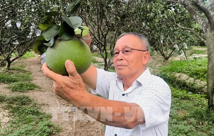 Ông Trịnh Ngọc Trung (xã Giao Long) phát triển kinh tế với mô hình trồng bưởi theo tiêu chuẩn VietGAP. Ảnh: Lê Thúy Hằng – TTXVN