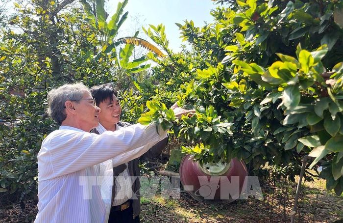 Ông Tiêu Hùng Minh (xã An Bình) phát triển kinh tế với mô hình trồng mai vàng. Ảnh: Lê Thúy Hằng – TTXVN