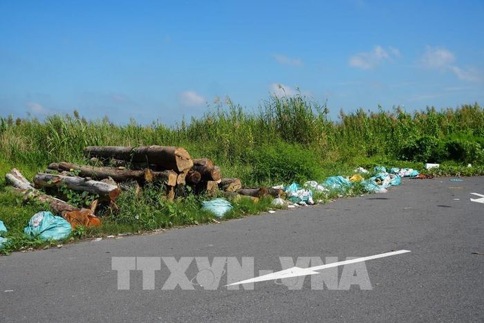 Tại khu vực dự án Khu công nghiệp Tân Kiều cỏ mọc um tùm và có nhiều rác thải. Ảnh: Công Trí-TTXVN