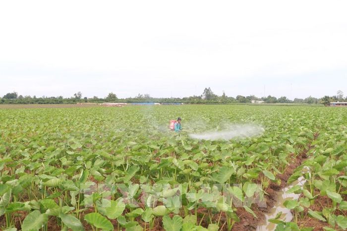 Vụ canh tác mùa nước nổi góp phần nâng cao thu nhập cho nông dân. Ảnh: Hồng Thái - TTXVN