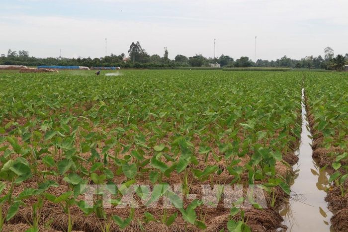 Diện tích trồng rau màu mùa nước nổi trong vùng đê bao tại Mỹ An Hưng (Đồng Tháp). Ảnh: Hồng Thái - TTXVN