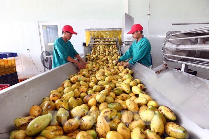 Dây chuyền chế biến xoài xuất khẩu của Công ty Cổ phần Nafoods miền Nam. Ảnh tư liệu: Danh Lam – TTXVN