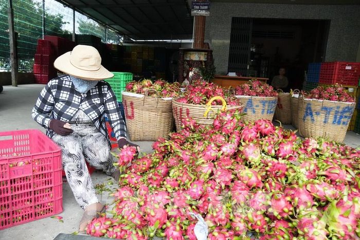 Điểm thu mua thanh long phục vụ tiêu thụ thị trường trong nước ở xã Tân Thuận Bình, tỉnh Đồng Tháp. Ảnh: Công Trí-TTXVN