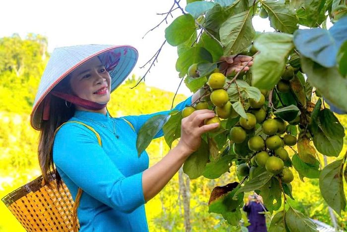Từ quả Hồng Vành Khuyên qua nhà tạo sinh kế cho Phụ nữ địa phương