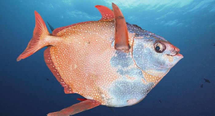 Ảnh: Lecomptoirdelocean