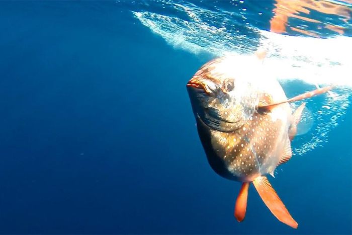 Ảnh: Fisheries noaa