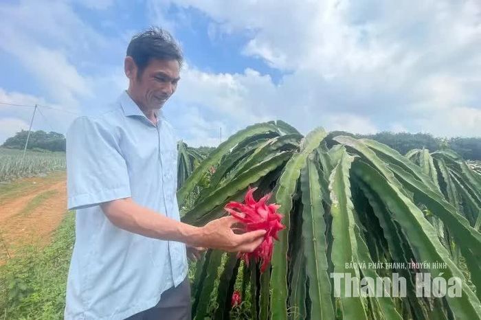 Ông Quách Văn Hiệp là người đâu tiên đưa cây thanh long ruột đỏ về trồng trên vùng đất Ngọc Tâm (nay là thôn Yên Thịnh).