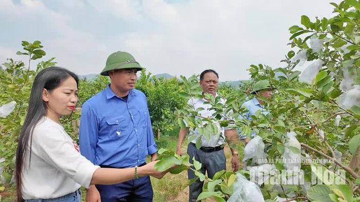 Gia đình anh Nguyễn Đình Thạo (áo xanh), thôn Yên Thịnh, xã Ngọc Trạo trồng cây ổi lê Đài Loan mang lại hiệu quả kinh tế.