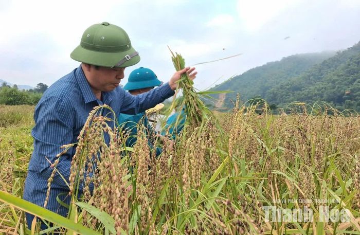 Trong buổi sáng nay, UBND xã Tam Lư đã huy động lực lượng công an, dân quân tự vệ, đoàn viên thanh niên cùng giúp người dân thu hoạch lúa. Bí thư Đảng ủy xã Tam Lư Chu Đình Trọng đã xuống đồng thu hoạch lúa cùng bà con nông dân.