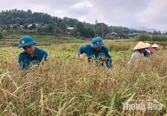 Lực lượng dân quân tự vệ xã Tam Lư xuống đồng, cùng người dân thu hoạch lúa nếp Cay Nọi.