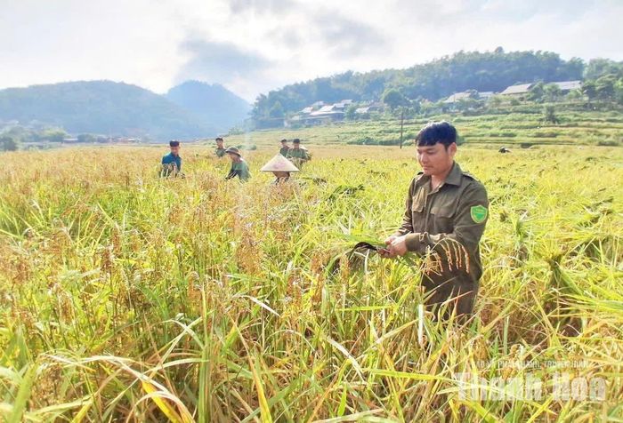 Theo thông tin từ UBND xã Tam Lư, xã đã liên kết với các đơn vị, sẵn sàng thu mua, bao tiêu sản phẩm cho bà con. Đồng thời hoàn thiện các bước trình tự, thủ tục để đề nghị cấp có thẩm quyền công nhận gạo nếp Cay Nọi là sản phẩm OCOP của địa phương. Thông qua đó nhằm tiếp tục cải thiện và nâng cao thu nhập cho người dân.