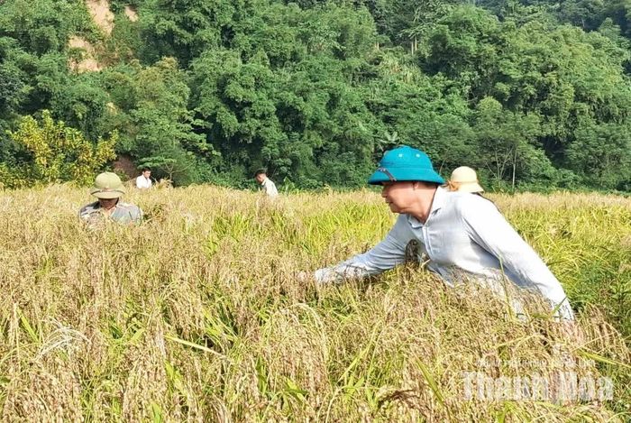 Với người dân, cây lúa nếp Cay Nọi đạt năng suất cao trên đồng đất quê mình đã mở ra hướng đi mới tích cực trong phát triển kinh tế nông nghiệp. Bởi loại nếp này dẻo mềm, hương thơm tự nhiên thanh dịu, giá trị dinh dưỡng cao, đang được thị trường ưa chuộng, với giá bán từ 35 nghìn đến 50 nghìn đồng/kg (tùy từng thời điểm), cao hơn hẳn lúa gạo thông thường.