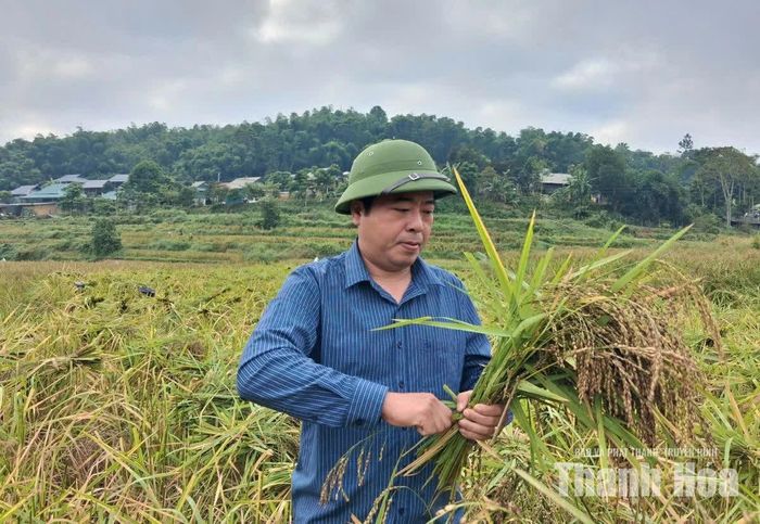 Ông Trọng cho biết: Do phù hợp với điều kiện khí hậu, thổ nhưỡng và chăm sóc đúng kỹ thuật, cây lúa nếp Cay Nọi sinh trưởng và phát triển tốt. Năng suất ước đạt 56 tạ - 58 tạ/ha.
