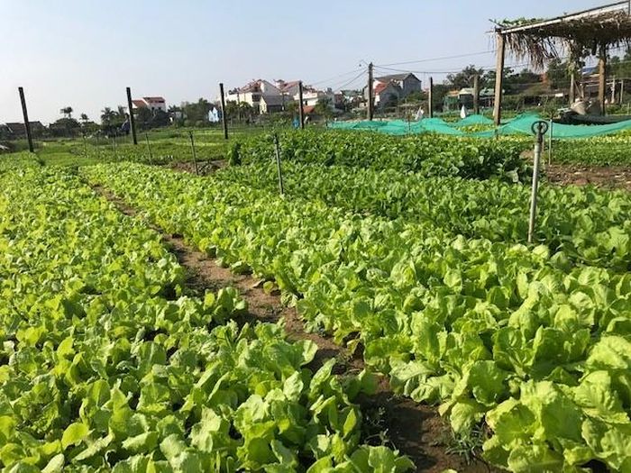 Làng rau Trà Quế (Hội An)-một mô hình du lịch trải nghiệm được khách du lịch ưa thích tham quan. Ảnh: Ngô Anh Văn