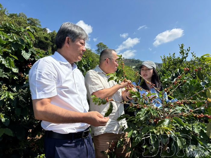 Các doanh nghiệp tìm hiểu về chất lượng cũng như vùng trồng cà phê trên địa bàn tỉnh. 