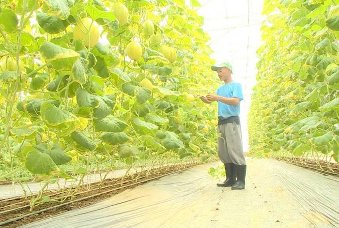  Được Hội Nông dân hỗ trợ, nông dân Nguyễn Tiến Hùng (khu phố Giao Hội, phường Hoài Nhơn Nam) đã trồng thành công giống dưa lê mới, cho năng suất cao. Ảnh: Phan Tuấn 