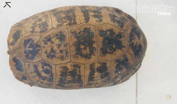 Cá thể rùa núi vàng nặng 1,5 kg, dài 17cm.