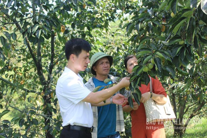 Lãnh đạo Đảng uỷ phường Kỳ Lừa khảo sát mô hình trồng hồng không hạt Bảo Lâm của người dân tại khối 19