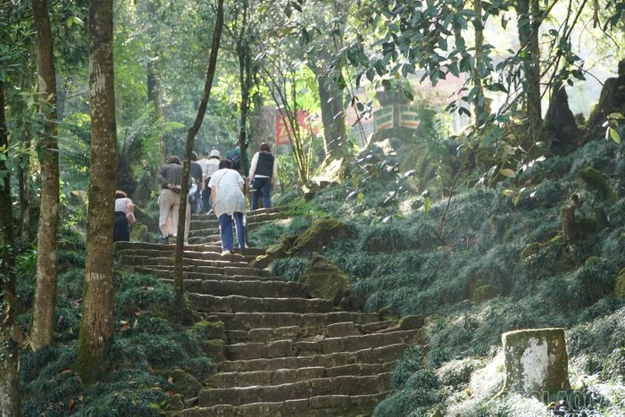Toàn bộ bậc lên núi được ghép từ những phiến đá tự nhiên, hai bên là những thảm tóc tiên mọc xanh mướt.