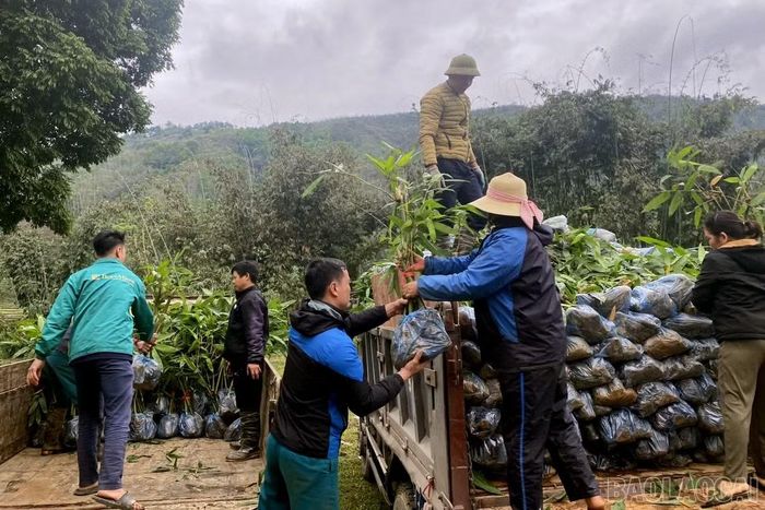 Người trồng tre măng được hỗ trợ từ cây giống, kỹ thuật canh tác, thu hoạch đến tiêu thụ sản phẩm.