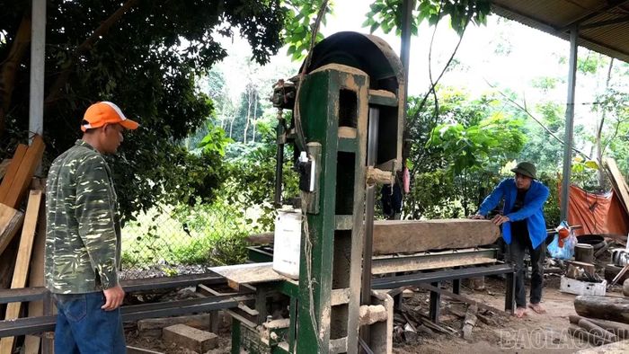 Anh Lê Tứ Hải (phải ảnh) chế biến gỗ rừng trồng.