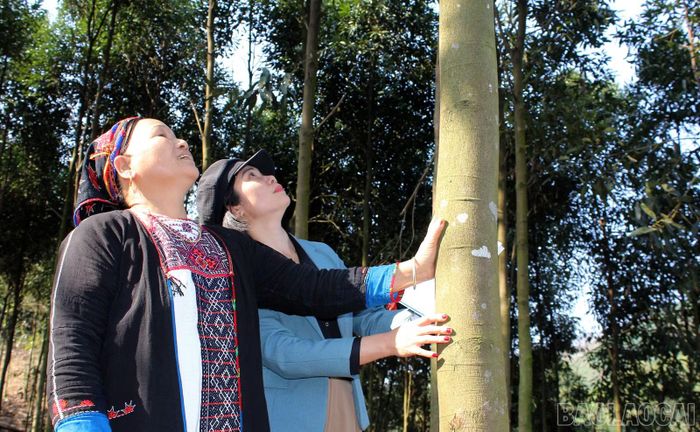 Người dân xã Bảo Ái tập trung phát triển cây quế theo hướng hữu cơ.