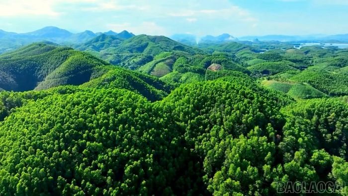 Rừng trồng tại các khu vực ven hồ Thác Bà.