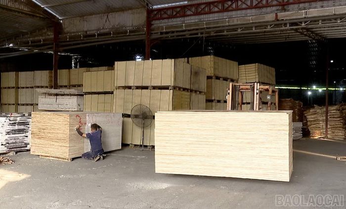Khu vực tập kết sản phẩm của Công ty TNHH Flywood C&C, xã Thác Bà.