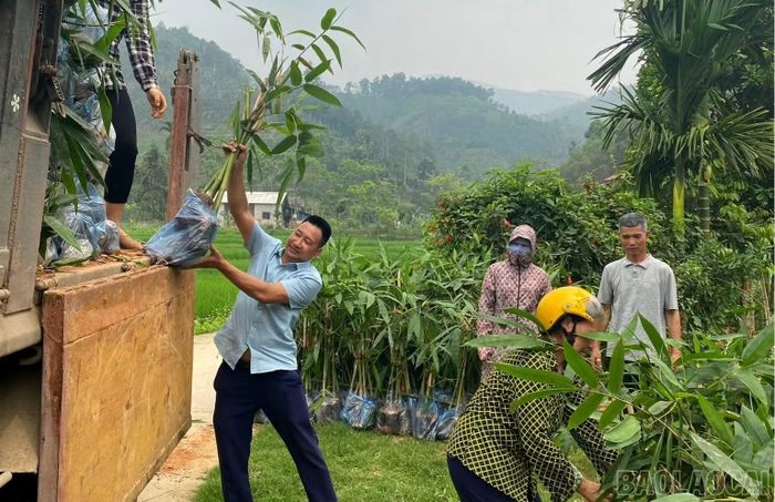 Công ty Cổ phần Yên Thành hỗ trợ giống măng tre Bát độ cho người dân vùng hồ.