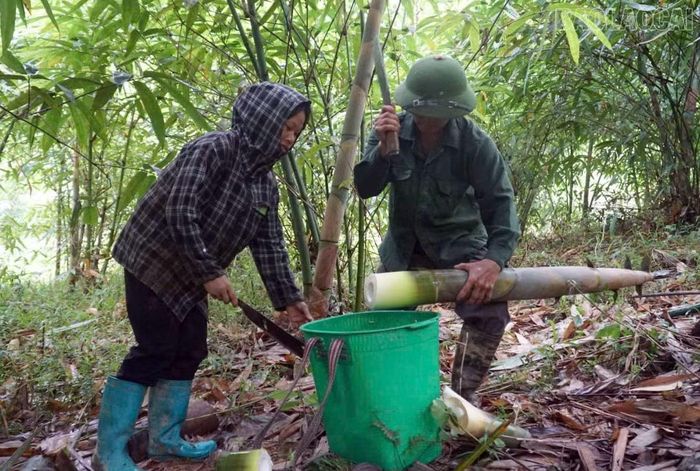 Nhiều hộ dân thôn Suối Bu đưa cây măng tre vào trồng góp phần nâng cao thu nhập.