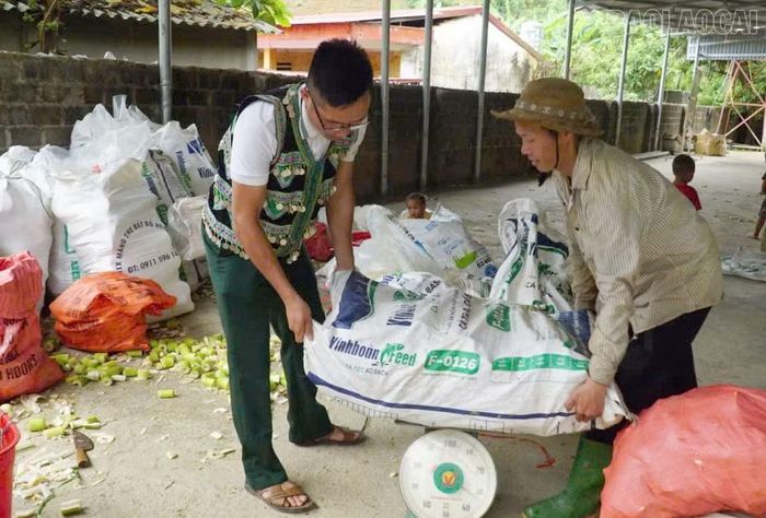 Măng tre được thương lái vào tận thôn mua, đem lại thu nhập cho người dân.