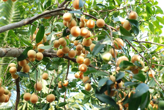Cây thanh trà rừng, thuần dưỡng trồng thương phẩm mang lại lợi ích kinh tế. (Ảnh minh họa)