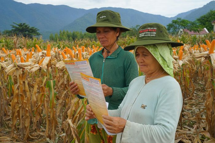 Bà con tìm hiểu giống bắp mới