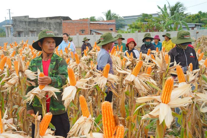 Ông Nguyễn Văn Hiệp tham quan mô hình cánh đồng bắp lai biến đổi gen trồng thành công tại ruộng anh Dương.