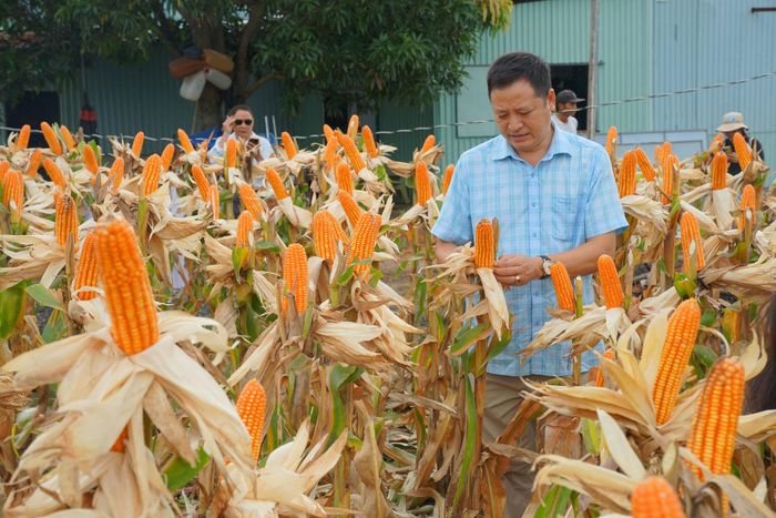 Ông Nguyễn Văn Chi - Giám đốc Trung tâm Dịch vụ miền núi thực nghiệm trên cánh đồng bắp giống mới