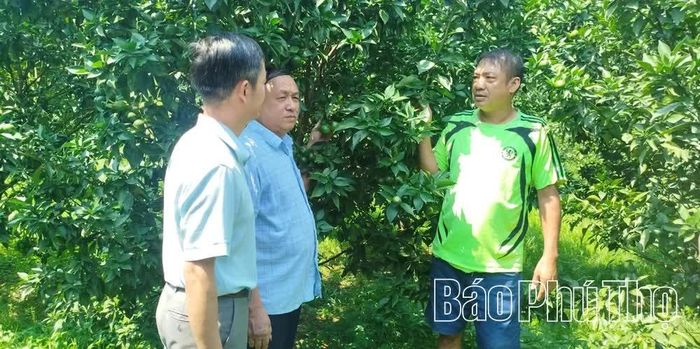 Ông Hoàng Văn Thành (ngoài cùng bên phải), thôn 2, xã Cao Phong, giới thiệu mô hình trồng cam hữu cơ ứng dụng hệ thống tưới tự động của gia đình.