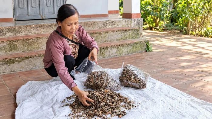 Tầm gửi sau khi thu hái được phơi khô dưới nắng nhẹ.