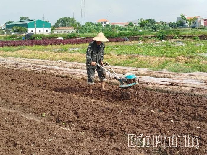 Thành viên Hợp tác xã Nông nghiệp Trường Thịnh, phường Phong Châu làm đất chuẩn bị gieo trồng rau an toàn vụ Đông.