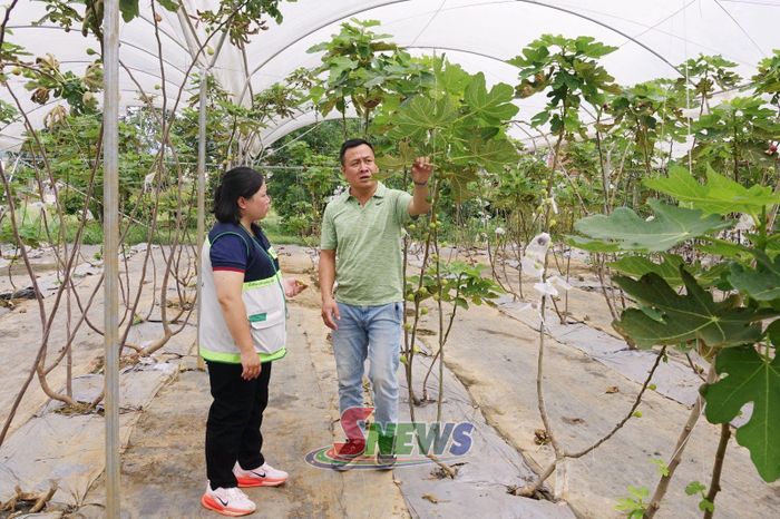 Cán bộ khuyến nông tìm hiểu mô hình trồng cây ăn quả gắn với du lịch trải nghiệm tại HTX Du lịch nông nghiệp Bon Bon, phường Mộc Châu.