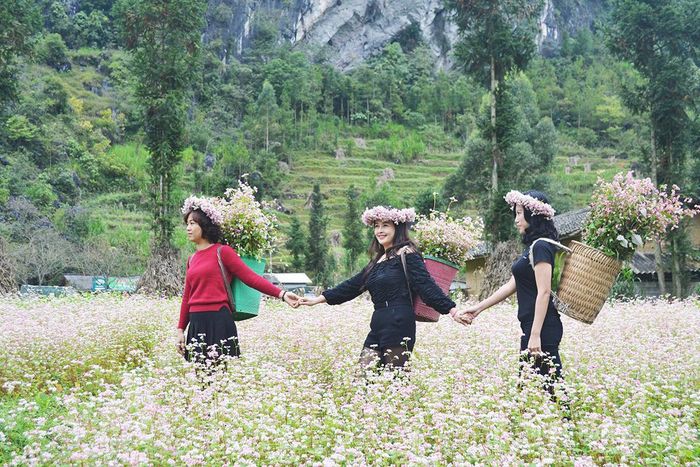Du khách hòa mình vào những cánh đồng hoa Tam giác mạch.