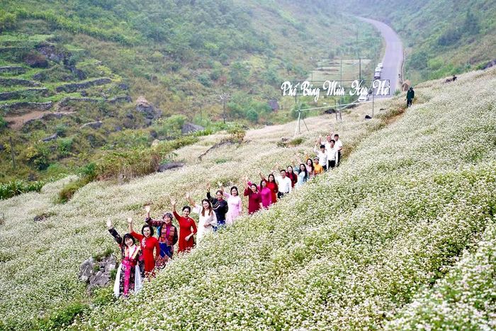 Mùa hoa tam giác mạch nở rộ, thu hút đông đảo du khách đến tham quan.