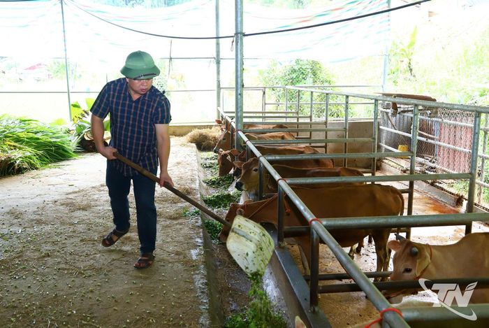 HTX chăn nuôi Giàng Tiến, xã Nghiên Loan duy trì ổn định từ 300- 400 con trâu, bò và thực hiện các biện pháp phòng, chống dịch bệnh nghiêm ngặt.
